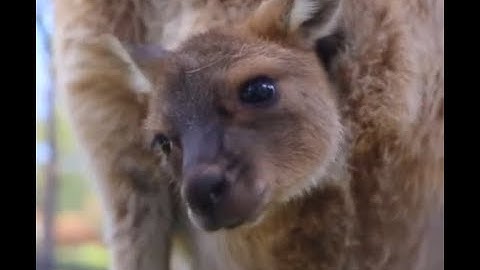 Cute Kangaroo joey takes its first hop