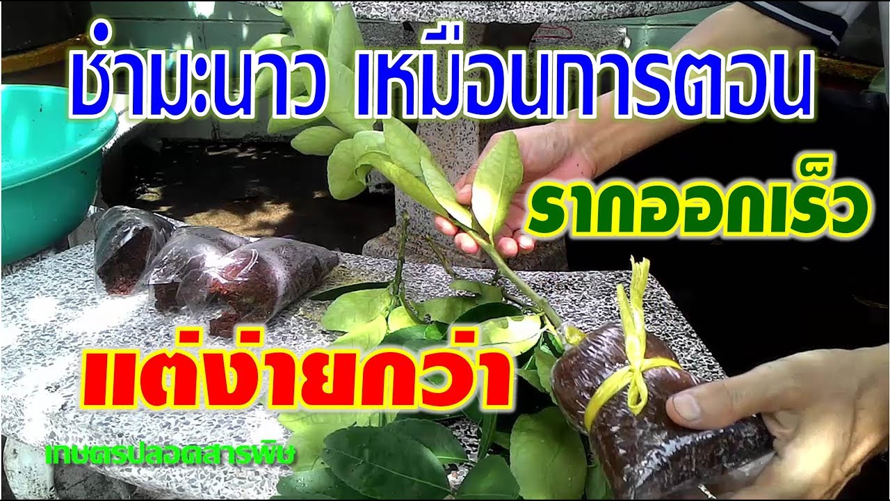 ชำกิ่งมะนาว กิ่งใหญ่ ด้วยตุ้มขุยมะพร้าว เหมือนการตอน รากออกดี แต่สบายกว่ากันเยอะ I เกษตรปลอดสารพิษ