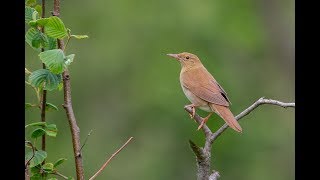 Речной сверчок / Locustella fluviatilis / River Warbler