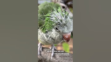 Reno is the king of pinfeathers 👑 #petbirds #featherpreening #pinfeathers #quakerparrot