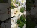 КРАСОТА, ЗАВТРАК НА СВЕЖЕМ ВОЗДУХЕ👍