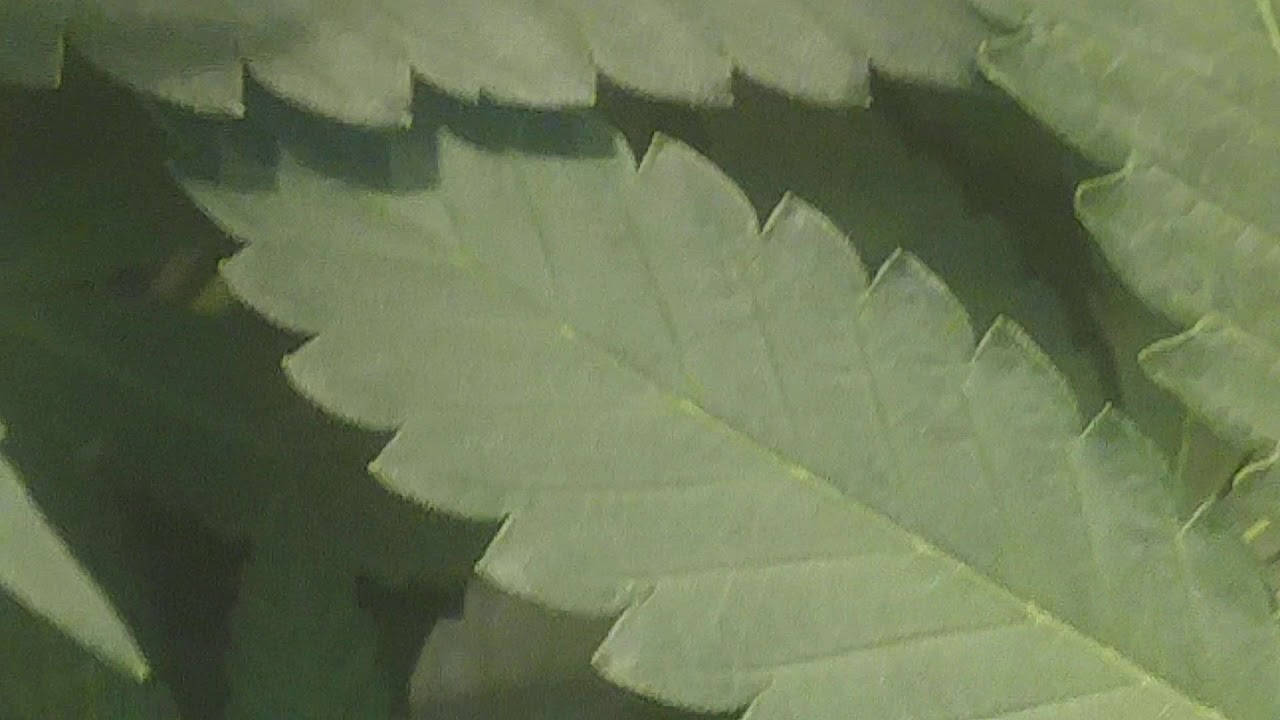 gelatOG and super malawi haze seedsman