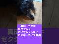 #真田ナオキ #セクシャルバイオレットNo.1 #ハスキーボイス#最高#ロック #昭和歌謡 #kpop #シルバーダップル#ぎん #癒し #可愛い #トイプードル#桑名正博 #automobile