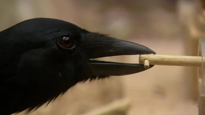 Are Birds as Smart as Mammals? | Extraordinary Animals | BBC Earth - DayDayNews