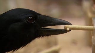 Are Birds as Smart as Mammals? | Extraordinary Animals | BBC Earth