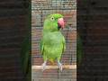 parrot natural voice 🦜 talking sound