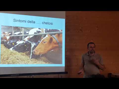 Video: L'effetto Di Un Integratore Di Grassi Biologici Protetti Da Rumine Su Prestazioni, Stato Metabolico E Salute Delle Vacche Da Latte