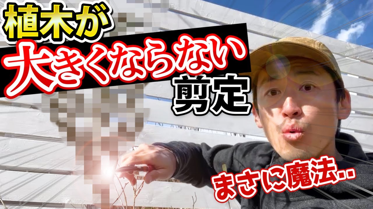 【植木を大きくしない剪定】植木が大きくならない剪定：プロがやってて初心者でもできる