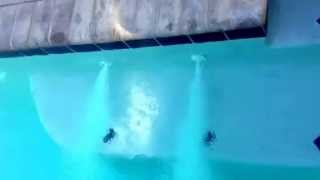 Modern Lap Pool with Sun Shelf
