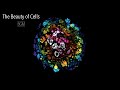 Relax 2 HOUR BGM Music The Beauty Of Cells Under The Microscope Relax 2 HOUR BGM Music The Beauty Of Cells Under The Microscope