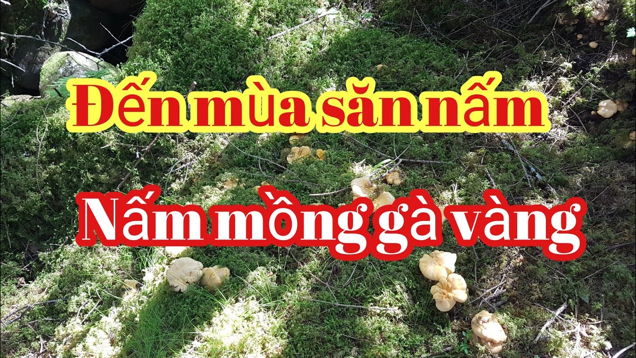 Mùa săn nấm rừng / nấm mồng gà vàng / mushroom. - YouTube