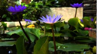 [Mobile01] Nikon 24-70mm f/2.8E Aperture Changing Speed