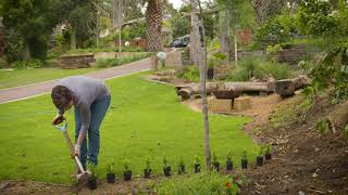 Full The Garden Gurus - Hedging Guide