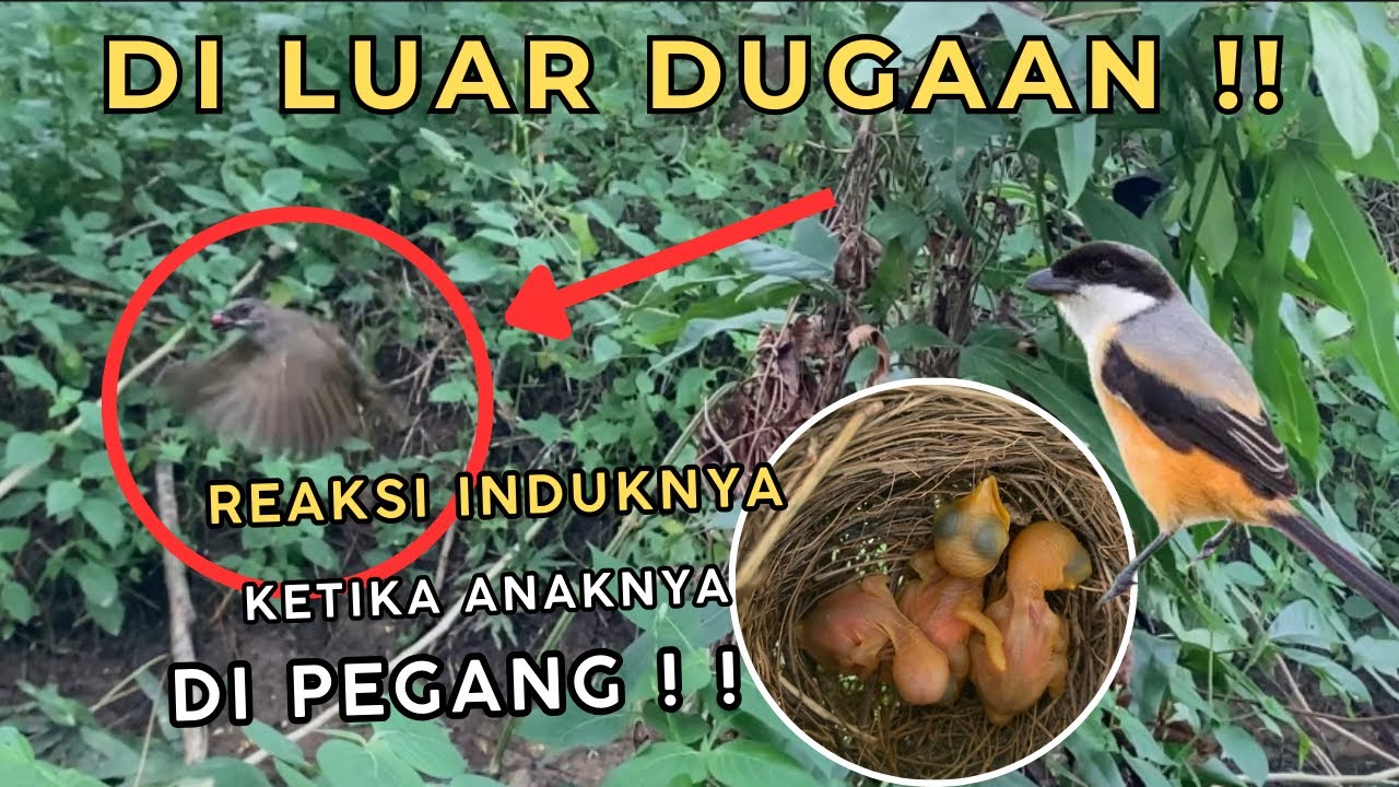 KALIAN PASTI GAK PERCAYA ❗️Keseruan Berpetualang Mencari Sarang BURUNG‼️
