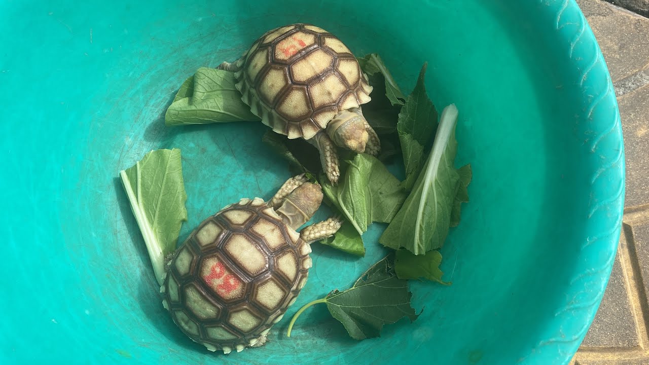 Cách nuôi Rùa Cạn Châu Phi Sulcata đơn giãn hiền dễ nuôi - YouTube