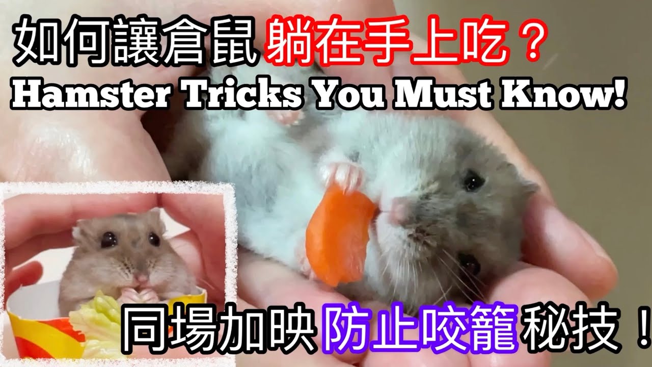 如何讓飼養的倉鼠躺在手上吃？同場加映防止咬籠秘技！Hamster Tricks You Must Know! (中文字幕+English subtitle)