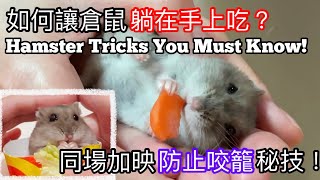 如何讓飼養的倉鼠躺在手上吃？同場加映防止咬籠秘技！Hamster Tricks You Must Know! (中文字幕+English subtitle)