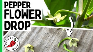 Why Do Pepper Flowers Fall Off? Pepper Flower Drop -  Pepper Geek