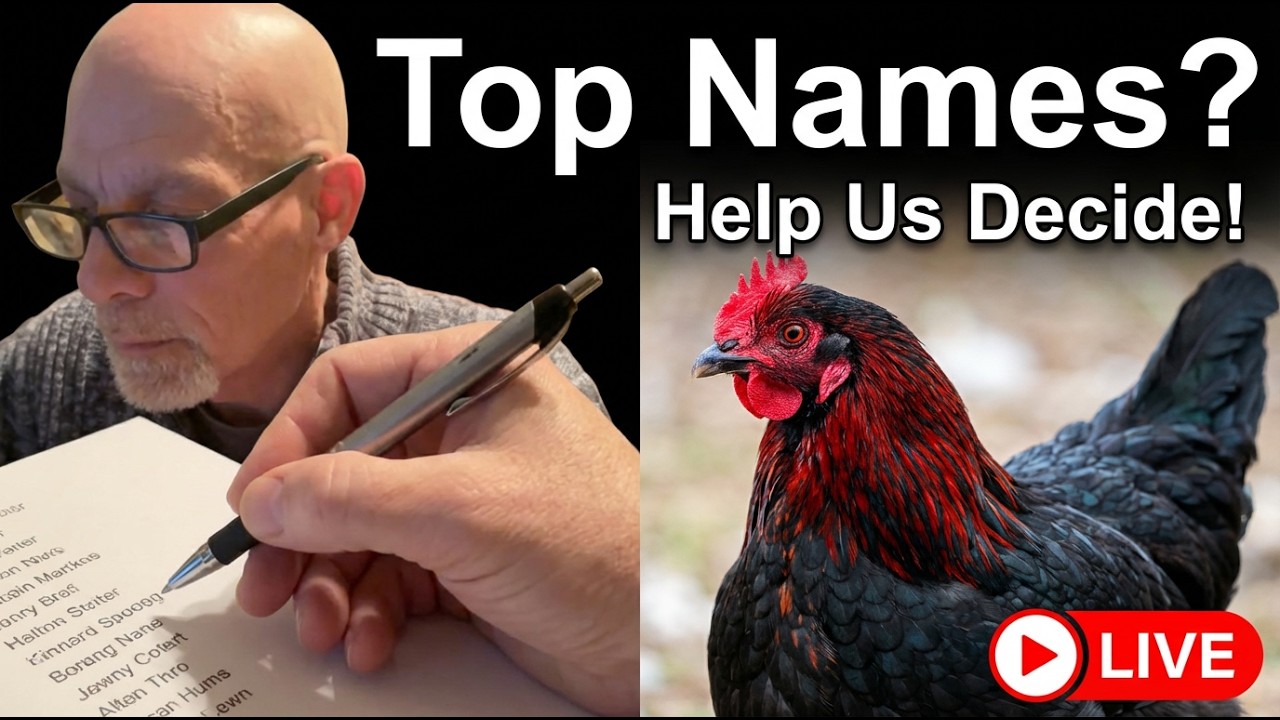 Chicken naming challenge | Live chat #NameTheChicken