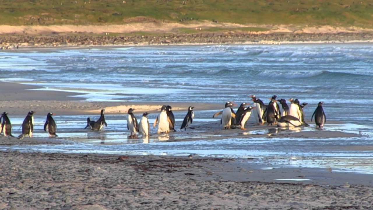 Gentoos, Magellanics and an injured King penguin hunted by a sea lion
