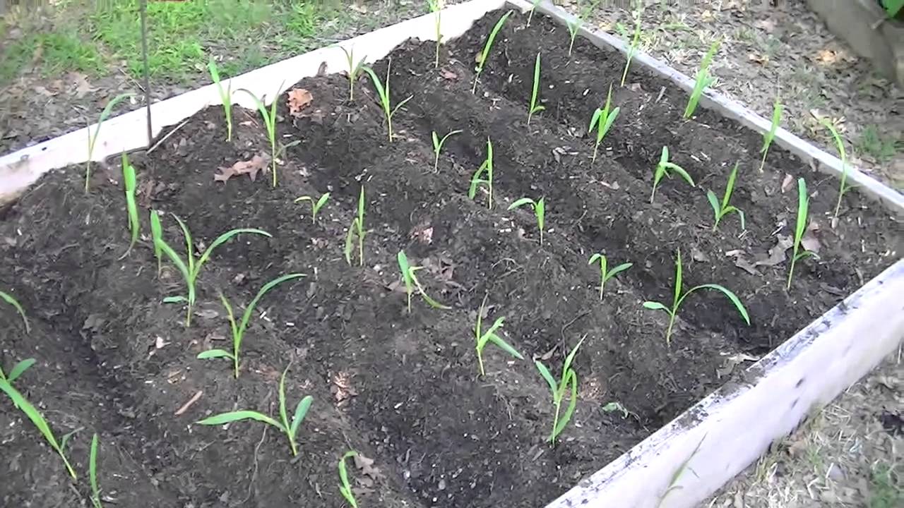 How to Grow Corn in Raised Beds - Planting - YouTube