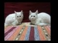 must cry.. vet killed my turkish angora cat の動画、YouTube動画。