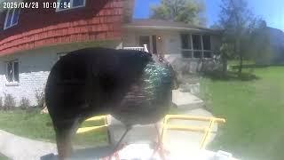 Daily Birdwatching - Netvue Birdfy Birdfeeder Cam - April 28, 2025