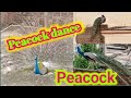 🦚beautiful peacock🦚! peacock sound and dancing #peacock #peacockdance #peacock vlog #Ajay Lifestyle