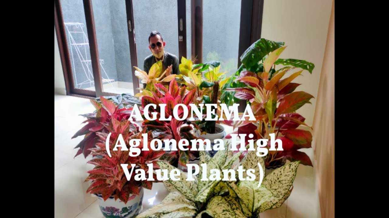 AGLONEMA (aglonema high value plants)