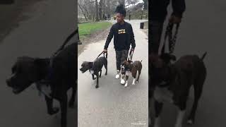Brindle Pitbull’s