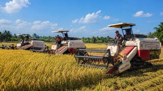 Rice combine unloads from trucks directly onto dry land