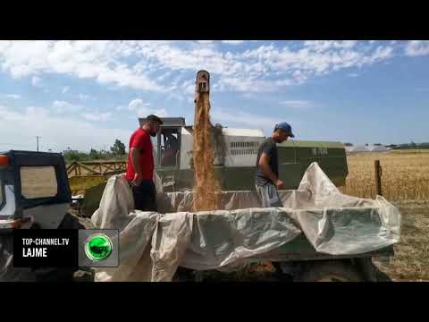 Video: Mbështetje e zinxhirit të fierit të Staghorn - Si të varni një fier staghorn me zinxhirë