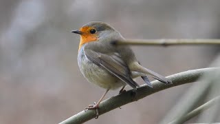 Rudzik / European robin Rudzik / European robin