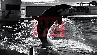 WARRIORS
hope you like this! im so bad at keeping up but ahh i try
footages :: forevershouka, kxk studios, maybe seaworld, cetacean lover, diva flora, orcinus footage, shamurocks111, averys fallen, narnialover WARRIORS