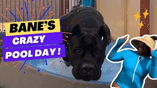 Bane's Wild Day at the Pool!