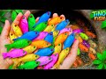 Surprise‼️catch beautiful aquarium fish in small pond, baby turtle, goldfish, glass fish, eels, koi