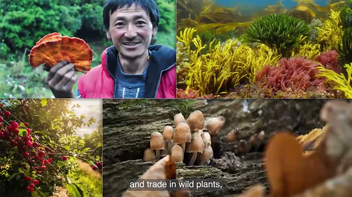 IPBES - Sustainable Use of Wild Species Assessment (English)