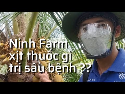 Video Cập nhật giá dừa mã lai và thuốc trừ bệnh, bọ cánh... - youtube