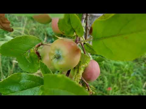 Vidéo: Reproduction De Variétés De Pommes Résistantes à L'hiver