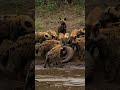 Hyena attack Pangolin #Pangolin #hyena  #wildlife #angrytiger #wildanimals #animalworld