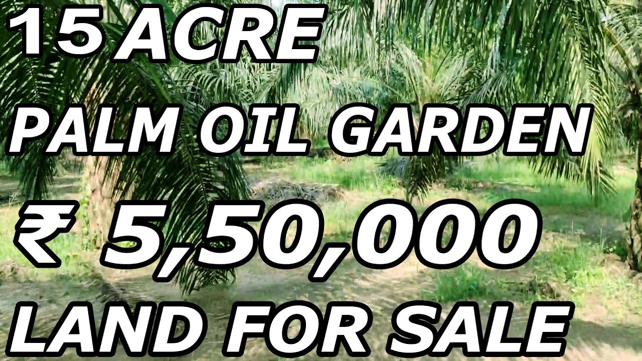 15 ACRE PALM OIL GARDEN FOR SALE | LOW - BUDGET PROPERTY SALE | ACRE COST ₹ 5,50,000 | PROPERTY TV