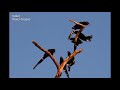 Birding in Namibia,  Camp Mara, Omaruru. Erongo Region