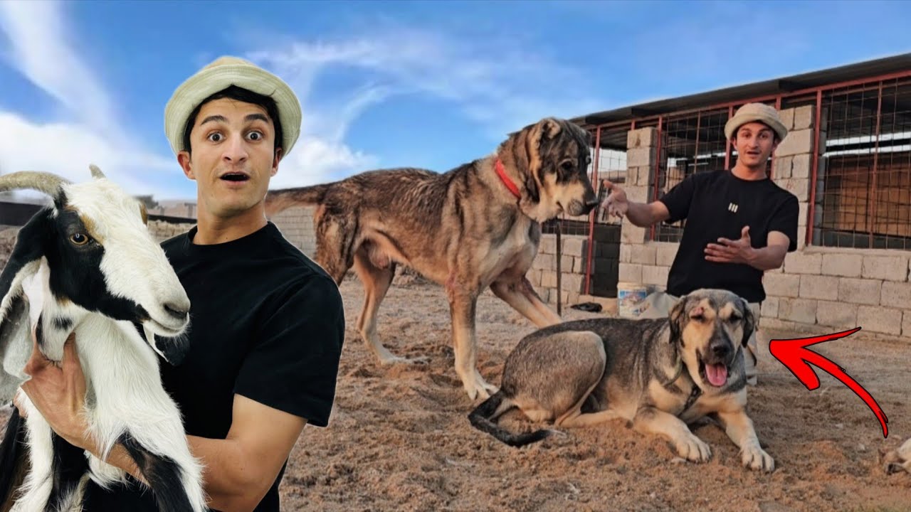 وأخيراً أشتريت أنثى للكلب العملاق سكار | هجوم جراء لوسي على حظيرة الطيور 🔥😣