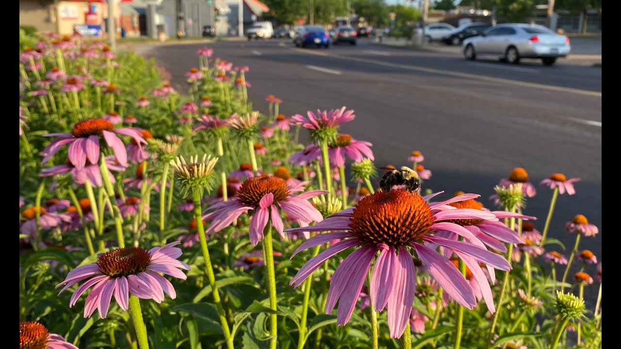 Urban Prairies as Stepping Stones - presented by Lydia Soifer