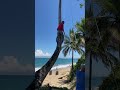 The art of coconut picking in living color, right at the source.