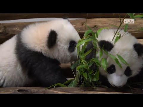 Dokumentation      Pit und Paule - die Pandajungen aus Berlin (18.04 2020)