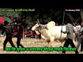 Sylheti bisal lorai entertainment 2023  sylhet bull and music mix