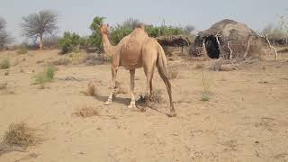 Camel Walking Camel Walking Camel thar