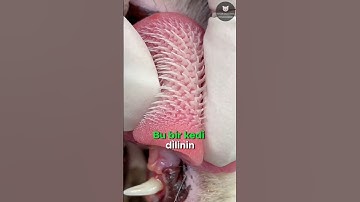 Kedilerin Korkunç Dilleri! 🐱👅😨