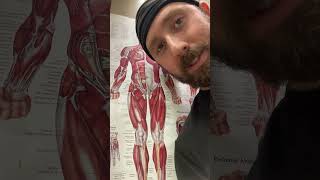 How Do Massage Therapists Get Around (Joke) ??‍♂️  massage massagetherapist anatomy spa